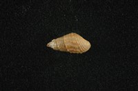 藏品(瘤蜷)的圖片